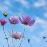 What-is-a-funeral-celebrant